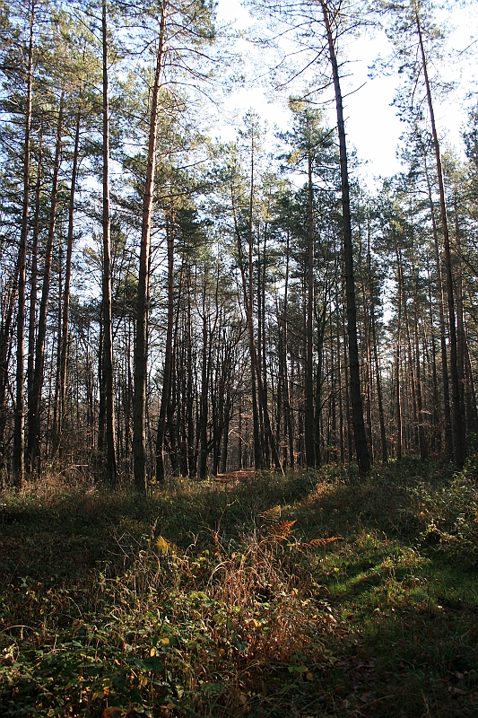 Rostoczek 11.2008 379